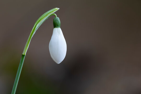 galanto o campanilla de invierno (galanthus nivalis)