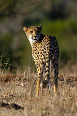 Guépard, cheetah, Acinonyx jubatus, Parc national Kruger, Afrique du Sud