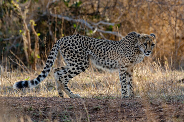 Guépard, cheetah, Acinonyx jubatus, Parc national Kruger, Afrique du Sud