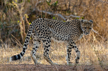 Guépard, cheetah, Acinonyx jubatus, Parc national Kruger, Afrique du Sud