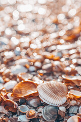 Two large shells on a blurry background of many small shells. Selective focus on sea-shells. Background wallpaper design. Photos of sea shells in pastel colors