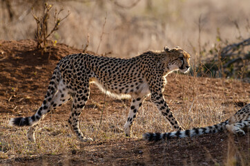 Guépard, cheetah, Acinonyx jubatus, Parc national Kruger, Afrique du Sud