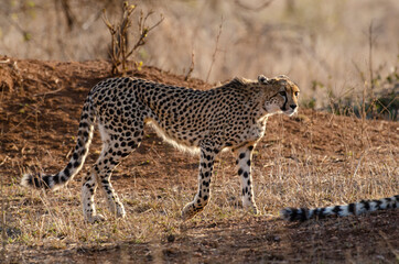 Guépard, cheetah, Acinonyx jubatus, Parc national Kruger, Afrique du Sud