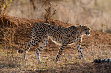 Guépard, cheetah, Acinonyx jubatus, Parc national Kruger, Afrique du Sud