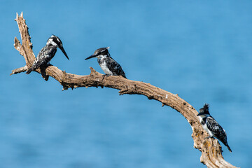 Ibis sacré,.Threskiornis aethiopicus, African Sacred Ibis