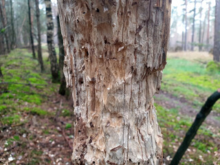 Von Schädlingen beschädigter kranker Baum