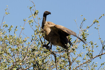 Vautour africain,.Gyps africanus, White backed Vulture, Parc national Kruger, Afrique du Sud