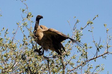 Vautour africain,.Gyps africanus, White backed Vulture, Parc national Kruger, Afrique du Sud