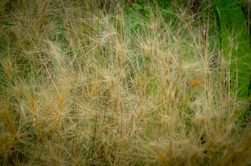 grass in the wind