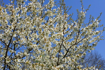 Cherry blossoms in spring