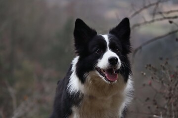 Close-up of Happy Border Collie Outside in Gloomy Nature. Smiling Black and White Dog Outdoors.