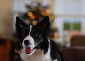 Close-up of Border Collie Head with Christmas Lights in the background. Cheerful Black and White Dog Indoors.