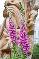 Digitalis purpurea - lady's glove, the foxglove, common foxglove