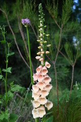 Digitalis purpurea - lady's glove, the foxglove, common foxglove