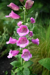 Digitalis purpurea - lady's glove, the foxglove, common foxglove