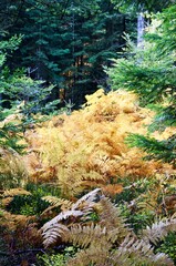 gelber Farn in einer Waldaue