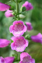 Digitalis purpurea - lady's glove, the foxglove, common foxglove