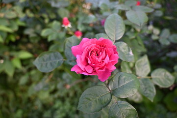 Dark Pink Rose