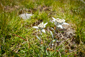 Edelweiss flowers in Vanoise national Park, France