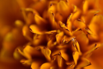 Pomarańczowy kwiatek