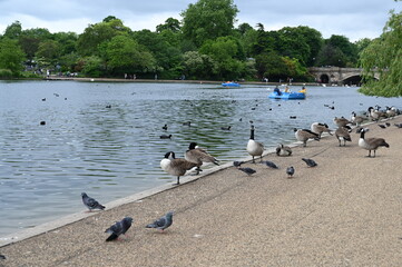 Canada gooses in Hyde Park