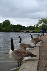 Canada gooses in Hyde Park