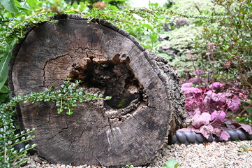Tree trunk and vegetation