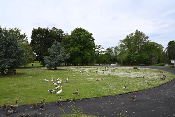 Canada gooses in park