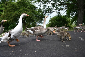 Canada gooses in park