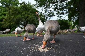 Canada gooses in park