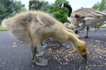 Canada gooses in park