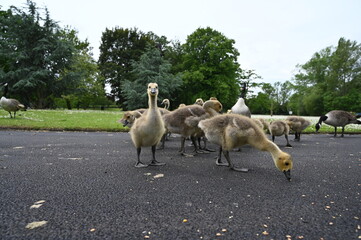Canada gooses in park