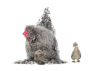 Cockerel with small chickens isolated on white background