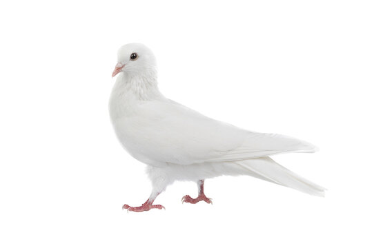 walking white dove isolated on white background