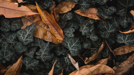 autumn leaves on the ground