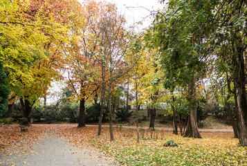 Alley in Herastrau park in autumn colors, bench surrounded and covered with leaves. Bucharest, Romania.