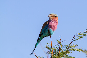 Lilac Breasted Roller sitting on a branch in Pilanesberg National Park - South Africa