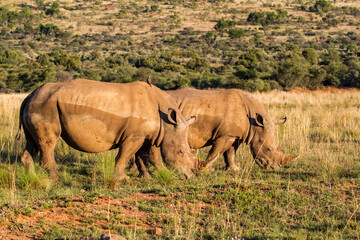 Fototapeta premium White rhinoceros on the plains of Pilanesberg National Park in South Africa