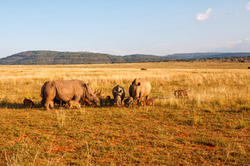 Obraz premium White rhinoceros walking on the plains of Entabeni game reserve in the Waterberg Area in South Africa