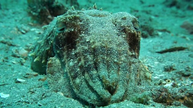 The cuttlefish sleeps on the sandy bottom. Cuttlefish close-up video. Animal world of Indonesia.