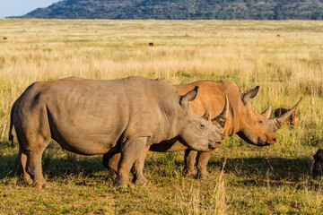 White rhinoceros walking on the plains of Entabeni game reserve in the Waterberg Area in South Africa