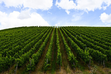 Fototapeta na wymiar Front view of a beautiful fresh green vineyard on a hill. Clouds and blue sky in the background.