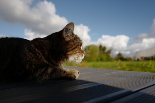 Louna