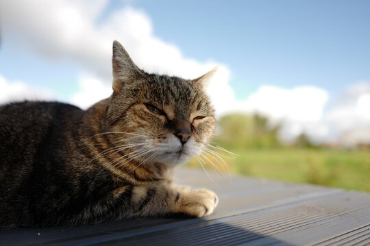 Louna