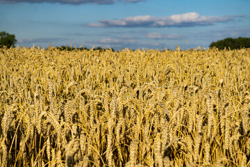A field of golden ears of rye against the blue sky.