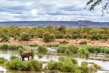 Elephant bull standing in a river in the Kruger National Park in South Africa