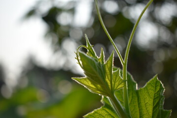 close up of green leaves
