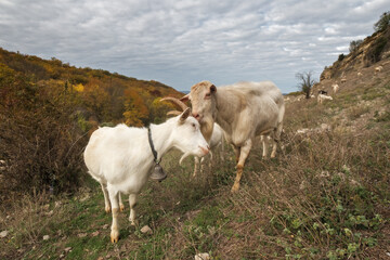 Obraz na płótnie Canvas White goats close up. Male goat and female goat. Landscape with sky and goats grazing in the mountains.