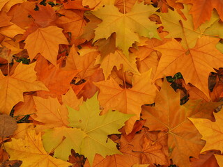 Naklejka na ściany i meble autumn maple leaves on the ground