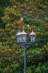 Street retro lamp on magnolia tree background